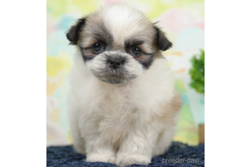 成約済の千葉県のミックス犬-226444の1枚目